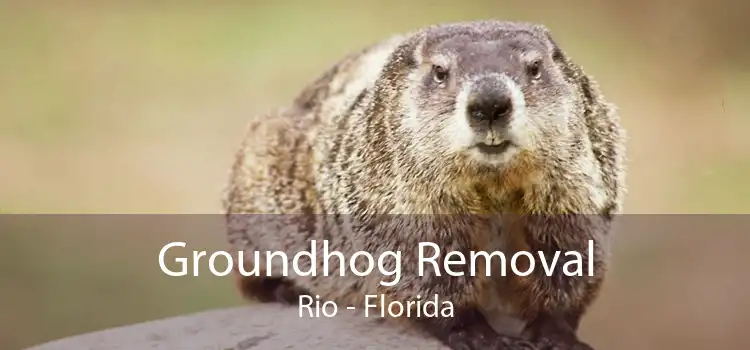 Groundhog Removal Rio - Florida