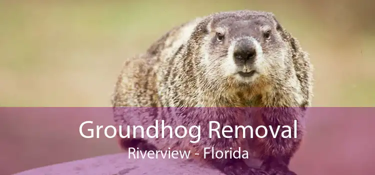 Groundhog Removal Riverview - Florida