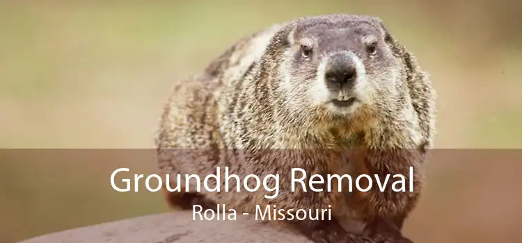 Groundhog Removal Rolla - Missouri