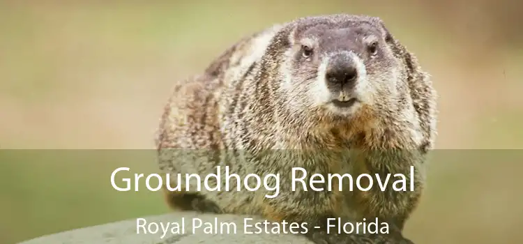 Groundhog Removal Royal Palm Estates - Florida