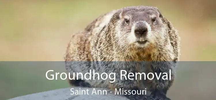 Groundhog Removal Saint Ann - Missouri