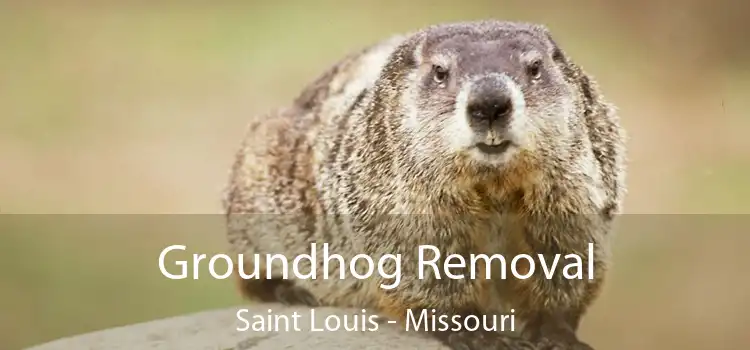 Groundhog Removal Saint Louis - Missouri