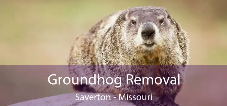 Groundhog Removal Saverton - Missouri