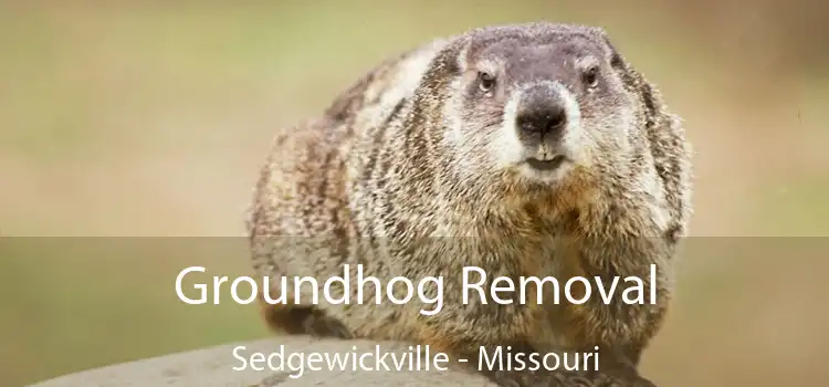 Groundhog Removal Sedgewickville - Missouri