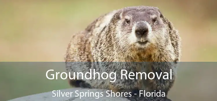 Groundhog Removal Silver Springs Shores - Florida