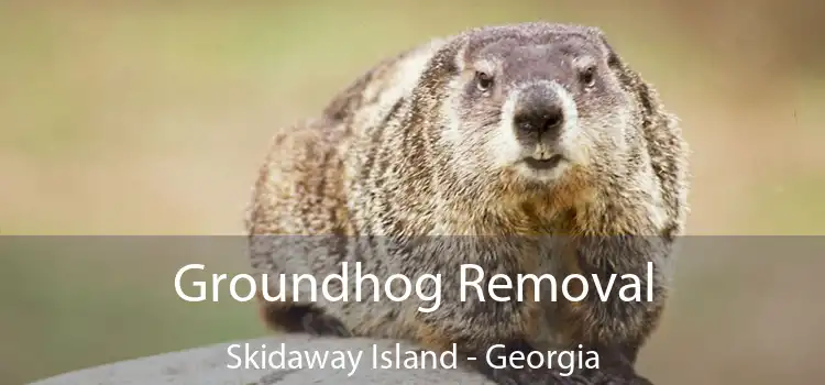 Groundhog Removal Skidaway Island - Georgia