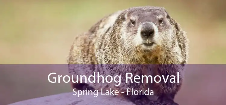 Groundhog Removal Spring Lake - Florida
