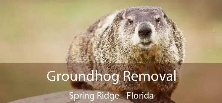 Groundhog Removal Spring Ridge - Florida