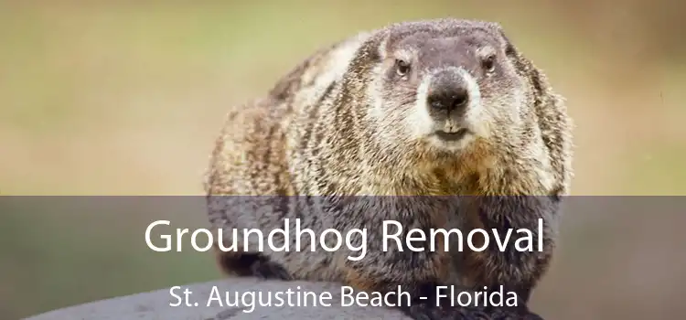 Groundhog Removal St. Augustine Beach - Florida