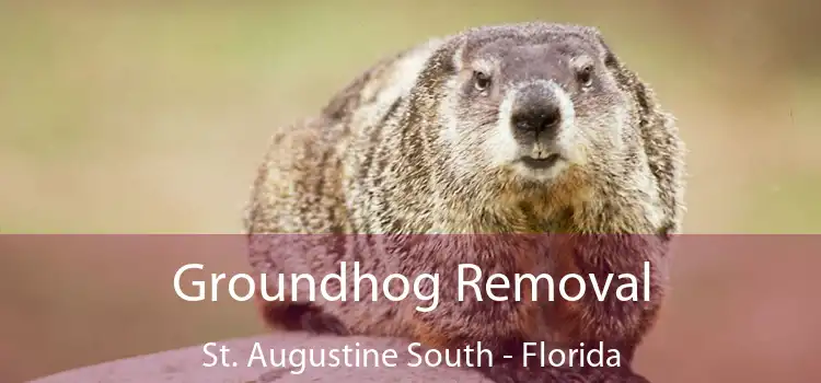 Groundhog Removal St. Augustine South - Florida