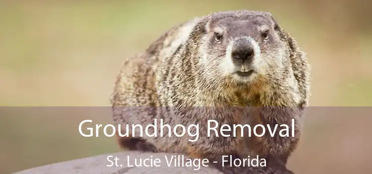 Groundhog Removal St. Lucie Village - Florida
