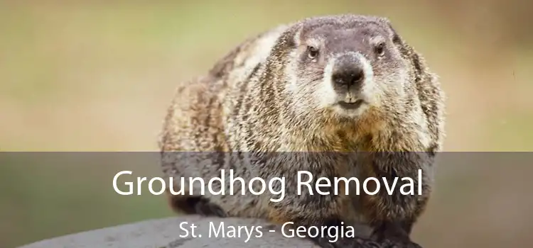 Groundhog Removal St. Marys - Georgia