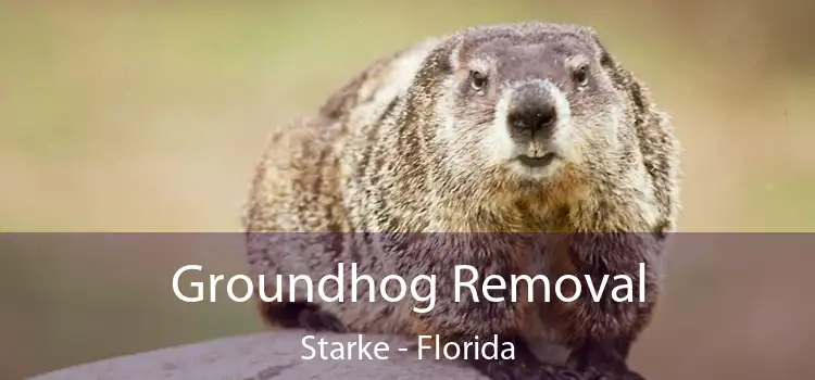 Groundhog Removal Starke - Florida