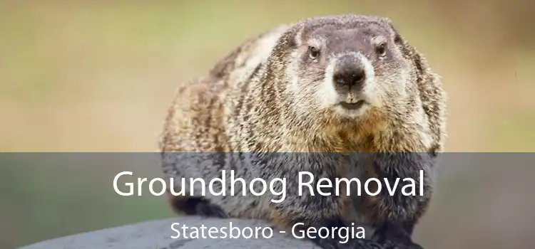 Groundhog Removal Statesboro - Georgia