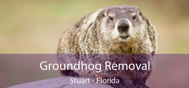 Groundhog Removal Stuart - Florida