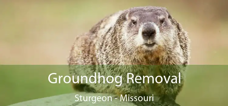 Groundhog Removal Sturgeon - Missouri