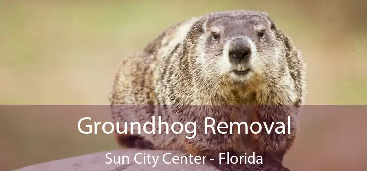 Groundhog Removal Sun City Center - Florida