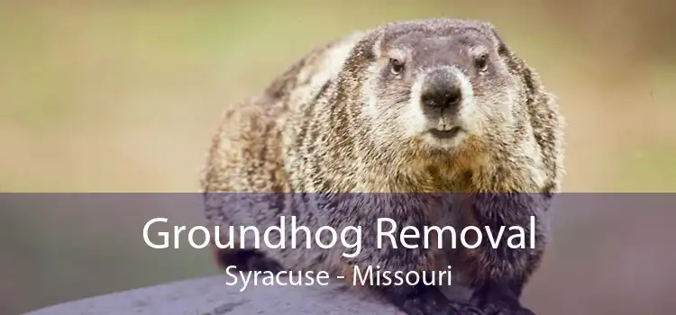 Groundhog Removal Syracuse - Missouri