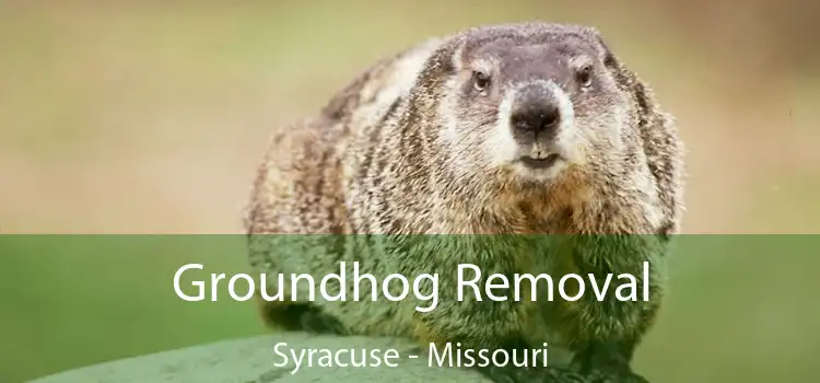 Groundhog Removal Syracuse - Missouri