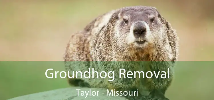 Groundhog Removal Taylor - Missouri