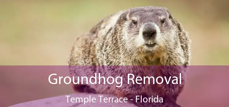Groundhog Removal Temple Terrace - Florida