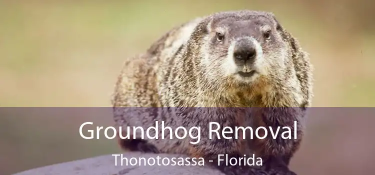 Groundhog Removal Thonotosassa - Florida