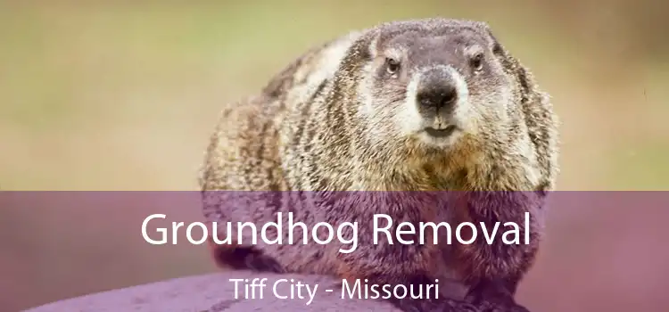 Groundhog Removal Tiff City - Missouri