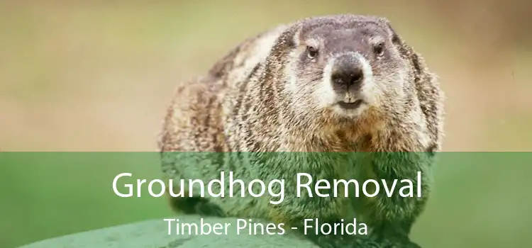 Groundhog Removal Timber Pines - Florida