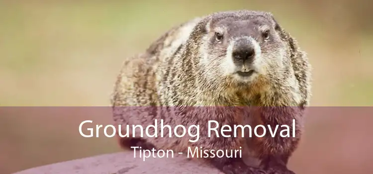 Groundhog Removal Tipton - Missouri