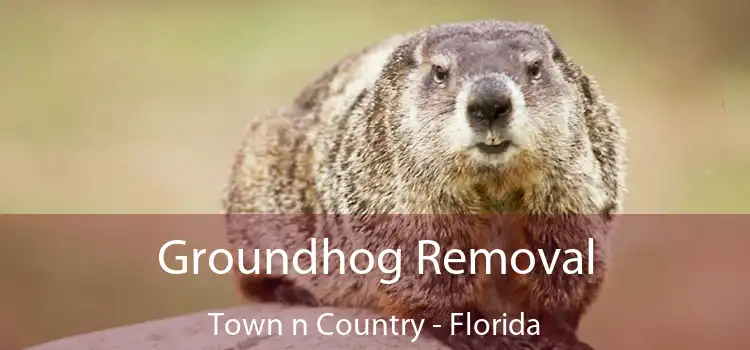 Groundhog Removal Town n Country - Florida