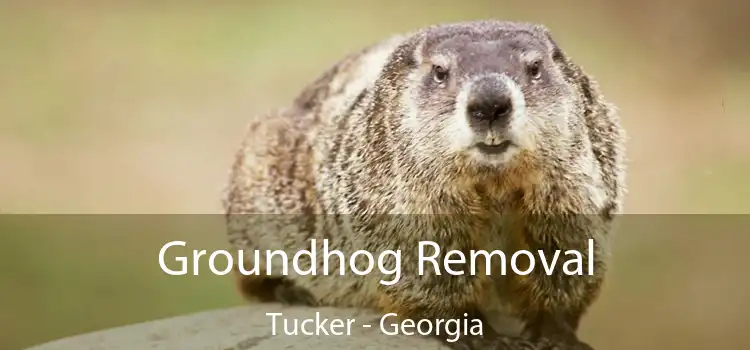 Groundhog Removal Tucker - Georgia