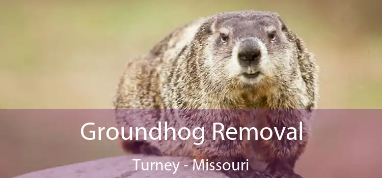 Groundhog Removal Turney - Missouri