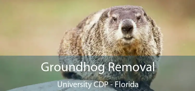 Groundhog Removal University CDP - Florida