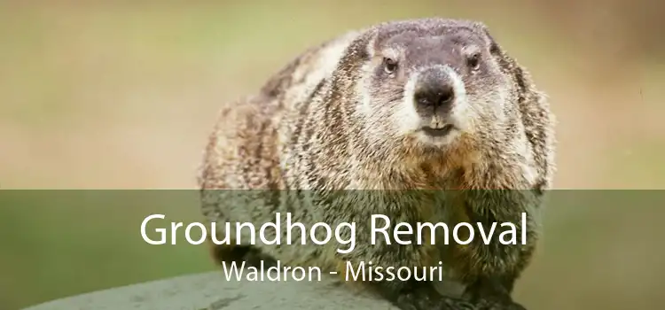 Groundhog Removal Waldron - Missouri