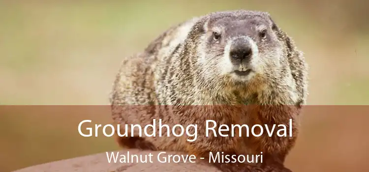 Groundhog Removal Walnut Grove - Missouri