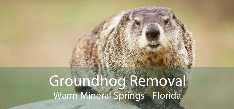 Groundhog Removal Warm Mineral Springs - Florida