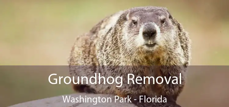 Groundhog Removal Washington Park - Florida