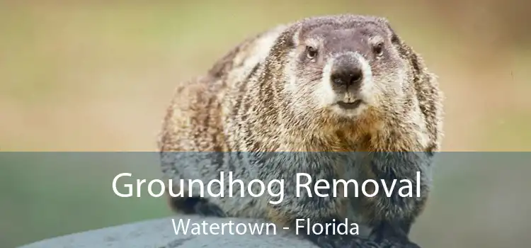 Groundhog Removal Watertown - Florida