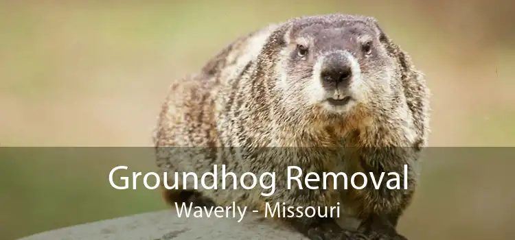 Groundhog Removal Waverly - Missouri
