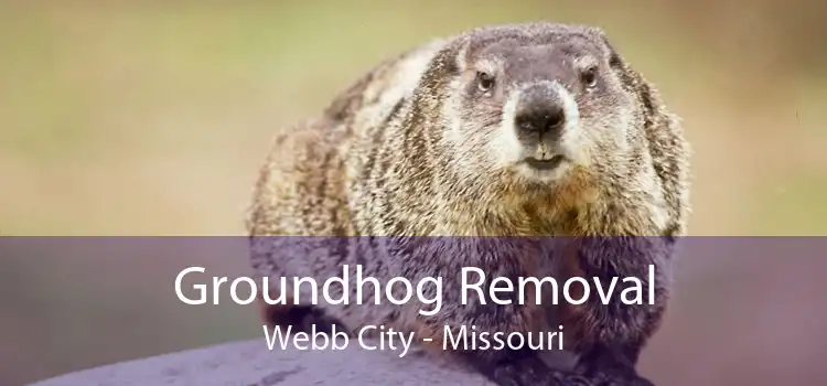 Groundhog Removal Webb City - Missouri