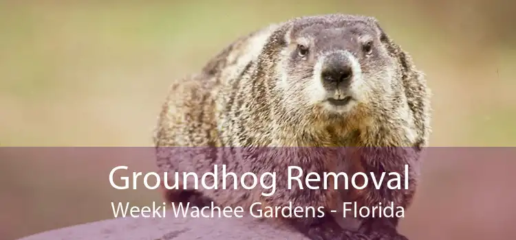 Groundhog Removal Weeki Wachee Gardens - Florida