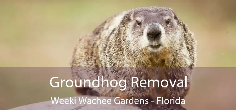 Groundhog Removal Weeki Wachee Gardens - Florida