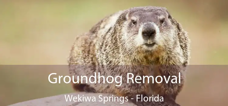 Groundhog Removal Wekiwa Springs - Florida