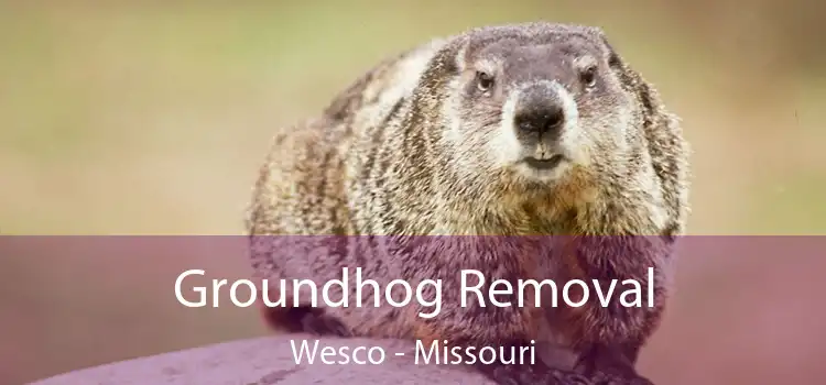 Groundhog Removal Wesco - Missouri