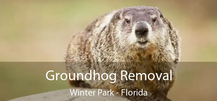 Groundhog Removal Winter Park - Florida