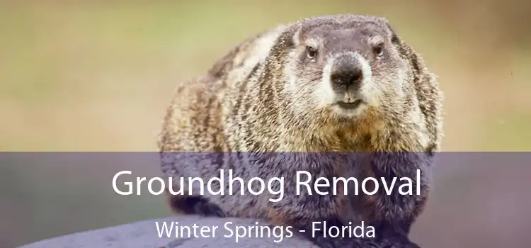 Groundhog Removal Winter Springs - Florida