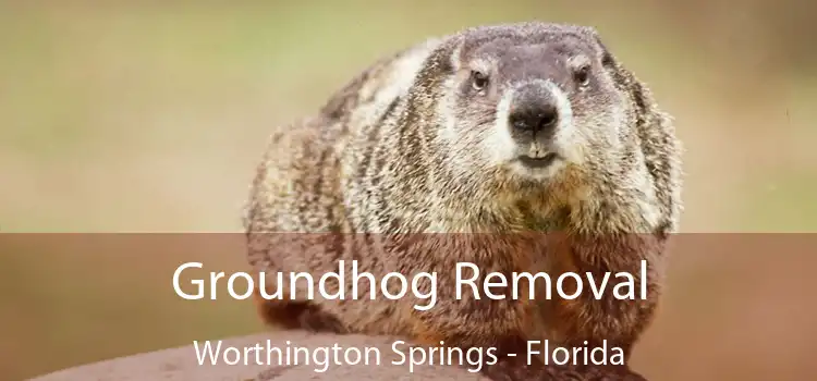 Groundhog Removal Worthington Springs - Florida