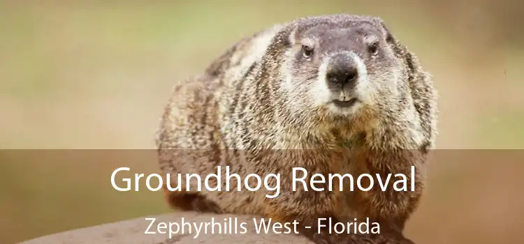 Groundhog Removal Zephyrhills West - Florida
