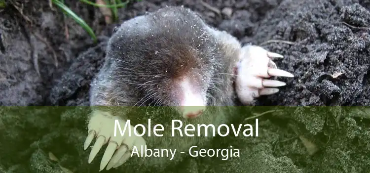 Mole Removal Albany - Georgia