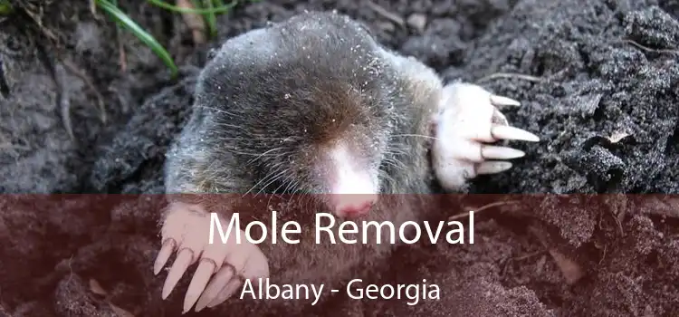 Mole Removal Albany - Georgia